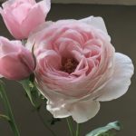 No.5.   プロフィールです(^^)