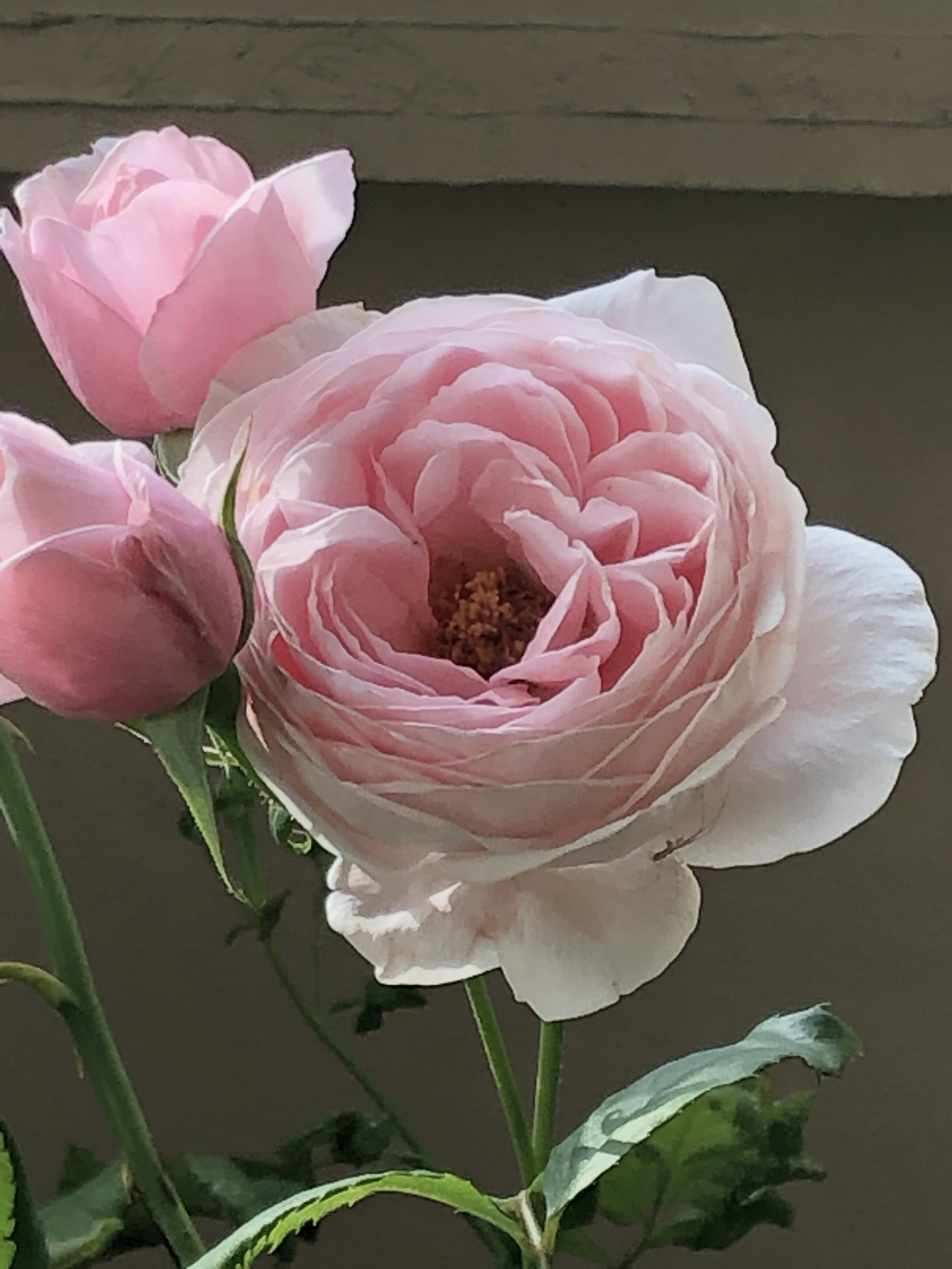 No.5.   プロフィールです(^^)