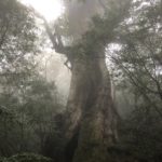 No.18.   旅便り〜鹿児島・種子島・屋久島　<後編>〜