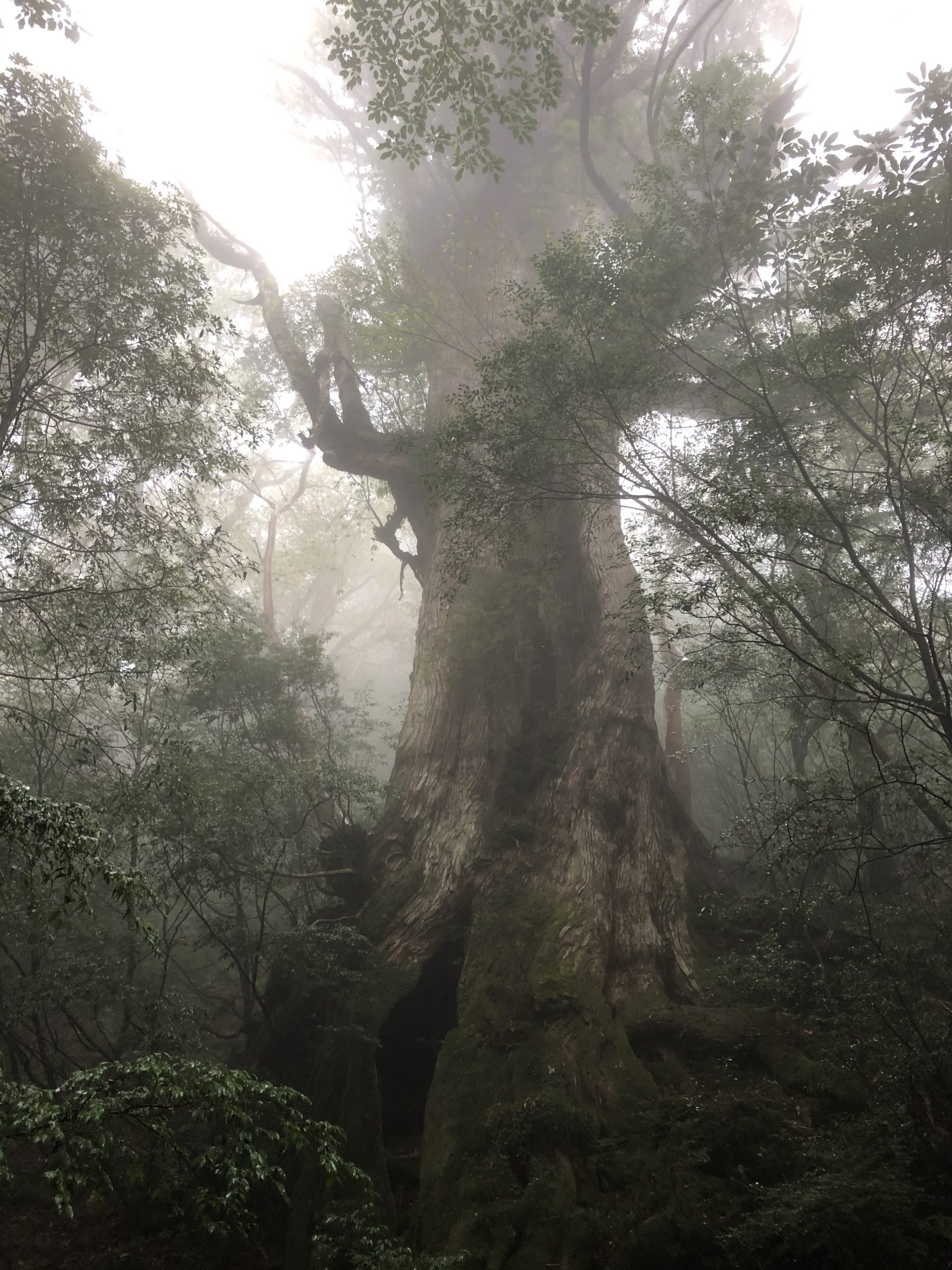 No.18.   旅便り〜鹿児島・種子島・屋久島　<後編>〜