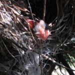 No.48.    ヒヨドリ子育て観察日記