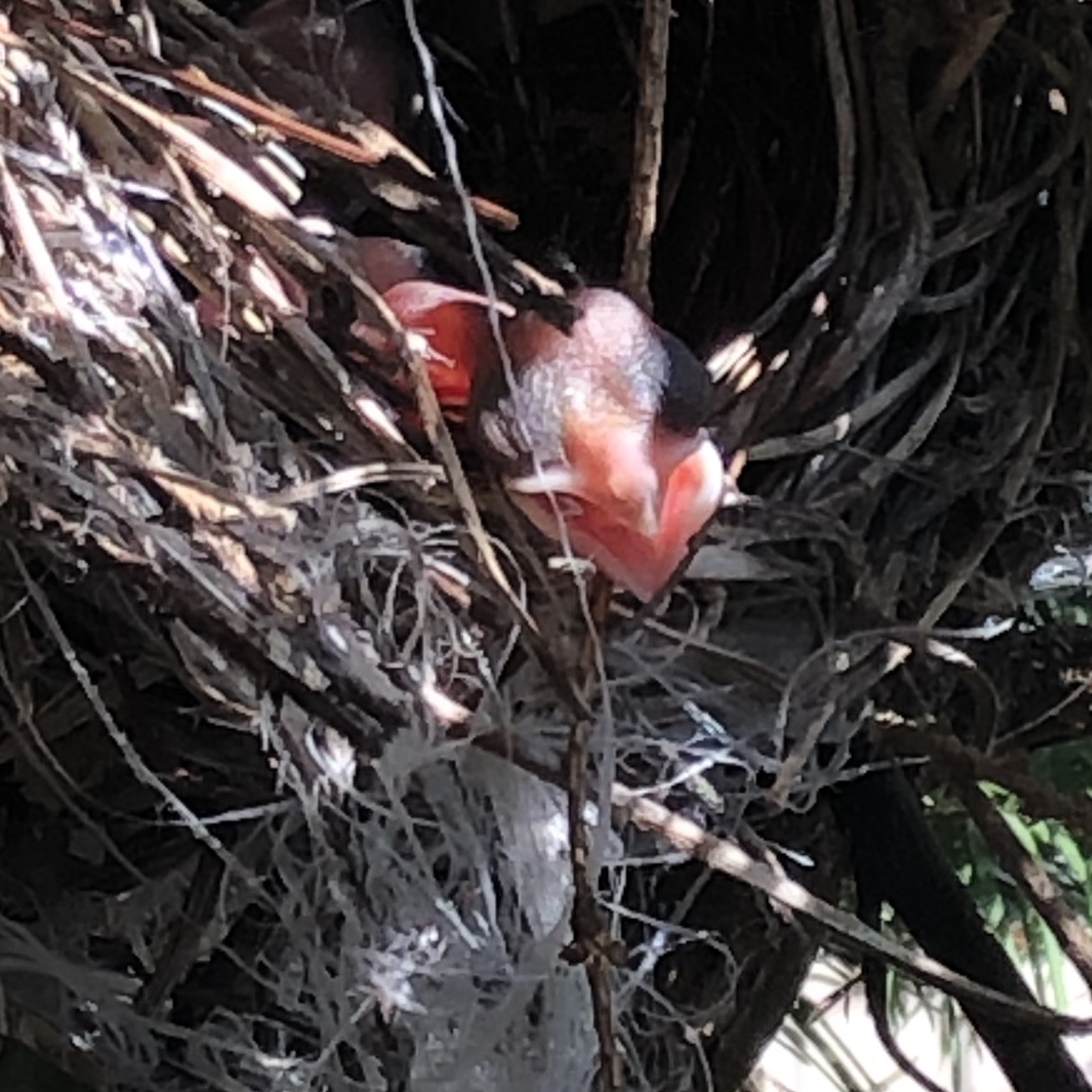 No.48.    ヒヨドリ子育て観察日記