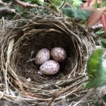 No.47.    薔薇と卵