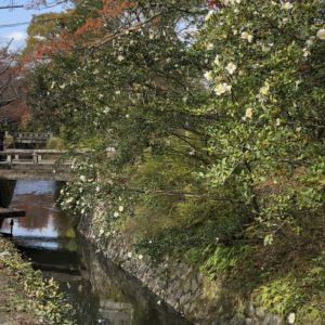 哲学の道