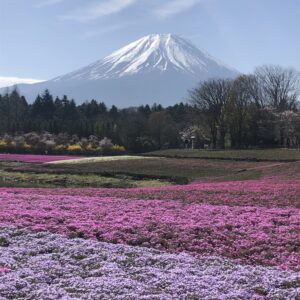 富士山とお花畑