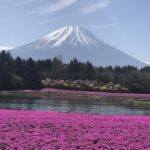 No. 84.    富士芝桜まつり〜沼津へ