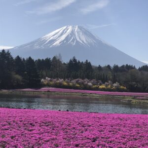 富士山とお花畑