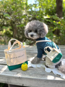 可愛いわんちゃん