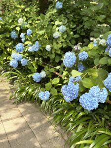紫陽花