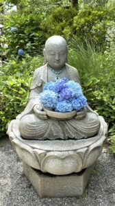 紫陽花